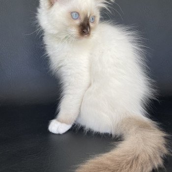 chaton Ragdoll chocolate point mitted Sully Les Ragdolls de la Croisette chaton Ragdoll chocolate point mitted Sully Les Ragdolls de la Croisette
