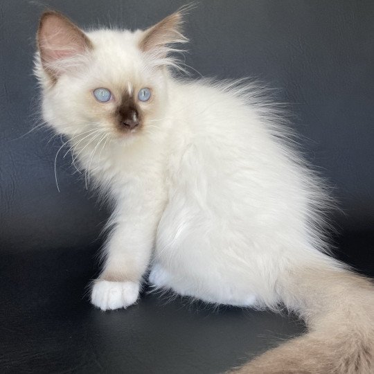 chaton Ragdoll chocolate point mitted Sully Les Ragdolls de la Croisette