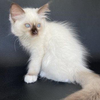 chaton Ragdoll chocolate point mitted Sully Les Ragdolls de la Croisette