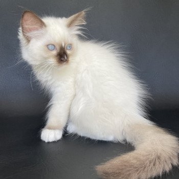 chaton Ragdoll chocolate point mitted Sully Les Ragdolls de la Croisette chaton Ragdoll chocolate point mitted Sully Les Ragdolls de la Croisette