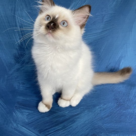 chaton Ragdoll chocolate point mitted Sully Les Ragdolls de la Croisette