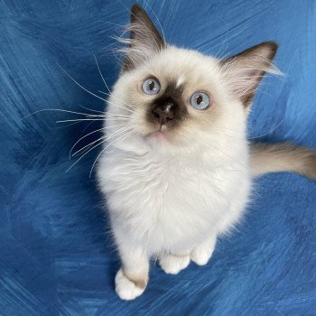 chaton Ragdoll chocolate point mitted Sully Les Ragdolls de la Croisette chaton Ragdoll chocolate point mitted Sully Les Ragdolls de la Croisette