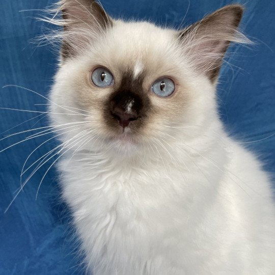 chaton Ragdoll chocolate point mitted Sully Les Ragdolls de la Croisette