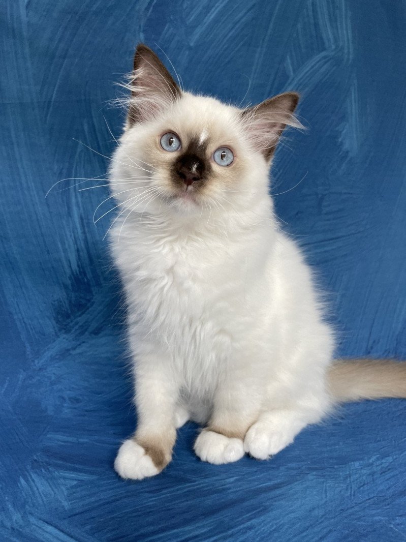 Sully De La Croisette Mâle Ragdoll