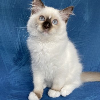 chaton Ragdoll chocolate point mitted Sully Les Ragdolls de la Croisette