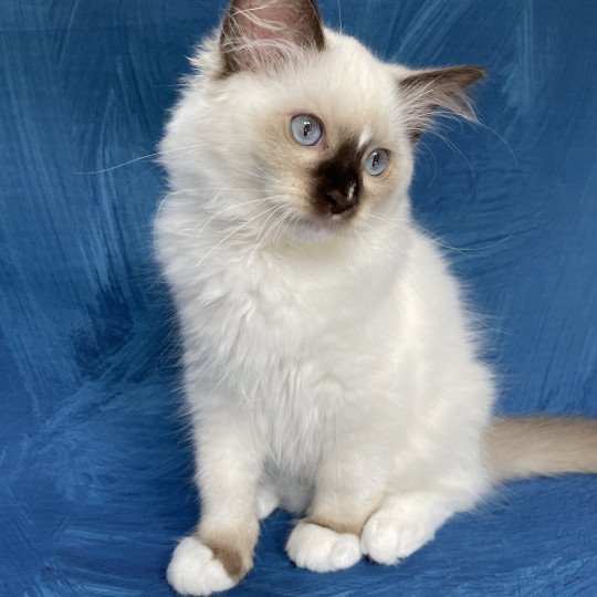 chaton Ragdoll chocolate point mitted Sully Les Ragdolls de la Croisette