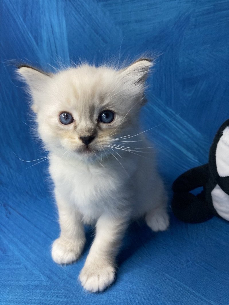 Sydou De La Croisette Mâle Ragdoll