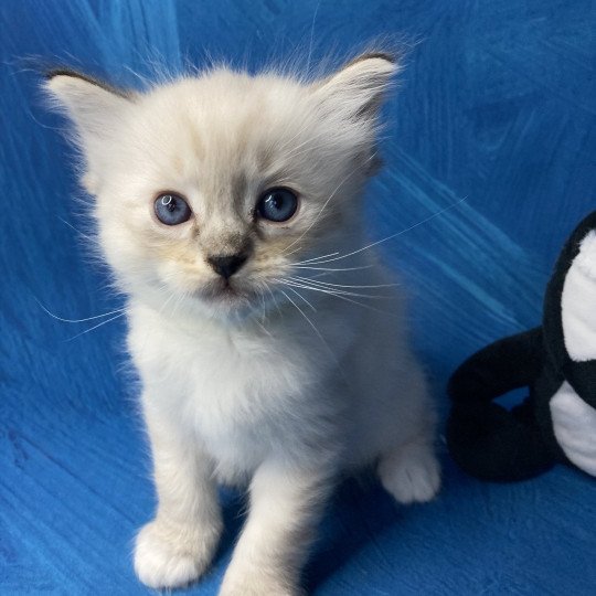 chaton Ragdoll Vert Les Ragdolls de la Croisette