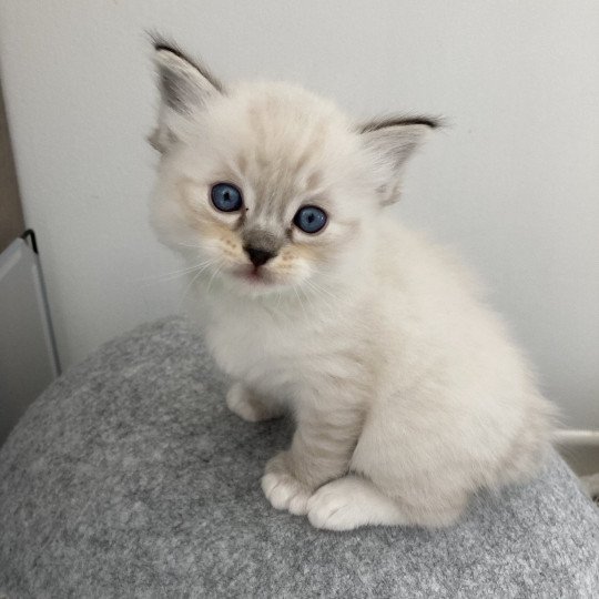 chaton Ragdoll Vert Les Ragdolls de la Croisette