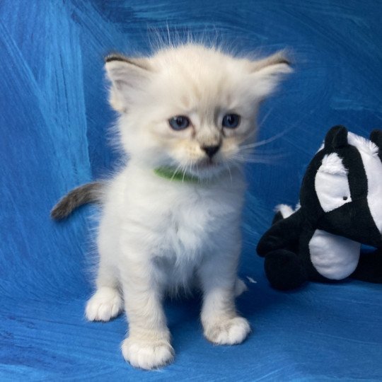 chaton Ragdoll Vert Les Ragdolls de la Croisette