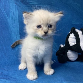 chaton Ragdoll Vert Les Ragdolls de la Croisette