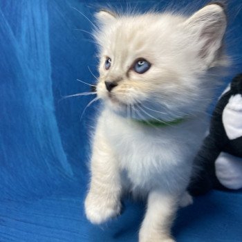 chaton Ragdoll Vert Les Ragdolls de la Croisette