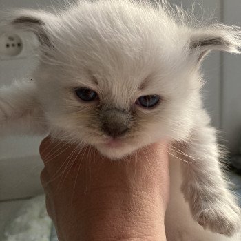 chaton Ragdoll Violet Les Ragdolls de la Croisette