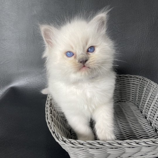 chaton Ragdoll blue point Violet Les Ragdolls de la Croisette