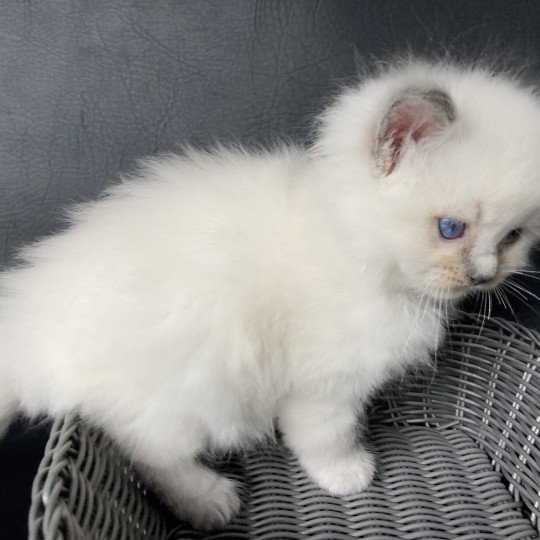 chaton Ragdoll blue point Violet Les Ragdolls de la Croisette