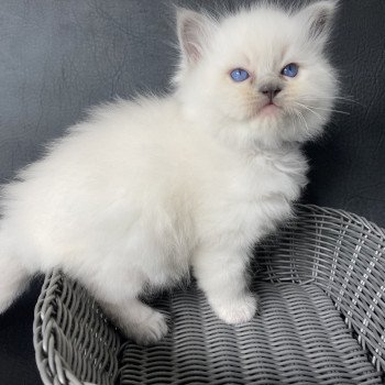 chaton Ragdoll blue point Violet Les Ragdolls de la Croisette