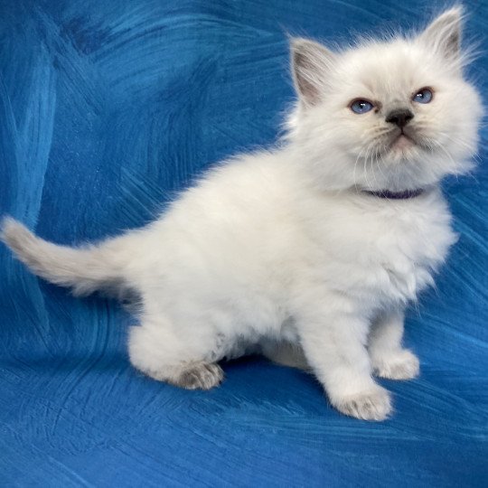 chaton Ragdoll blue point Symba Les Ragdolls de la Croisette