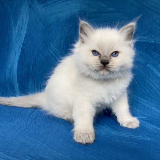 chaton Ragdoll blue point Symba Les Ragdolls de la Croisette