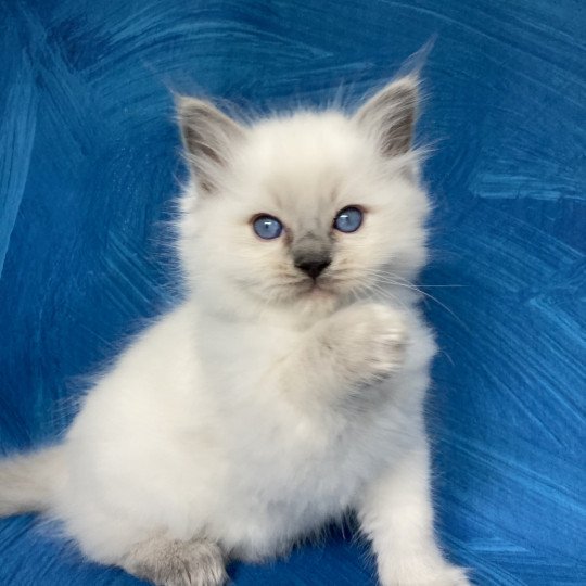 chaton Ragdoll blue point Symba Les Ragdolls de la Croisette