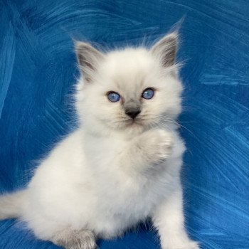 chaton Ragdoll blue point Symba Les Ragdolls de la Croisette