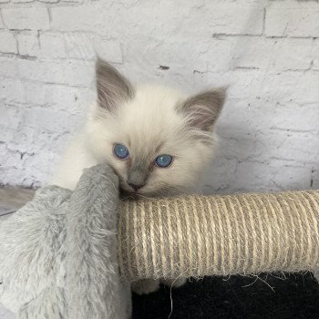 chaton Ragdoll blue point Symba Les Ragdolls de la Croisette