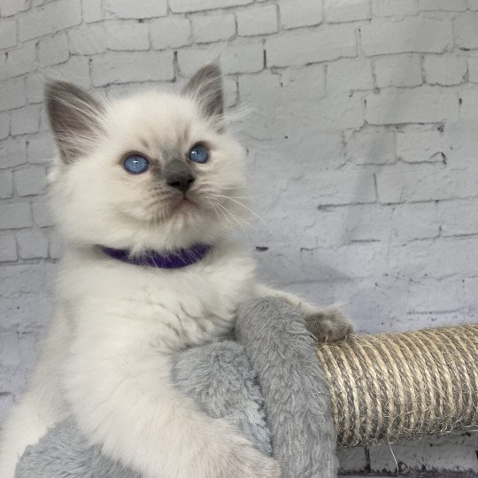 chaton Ragdoll blue point Symba Les Ragdolls de la Croisette