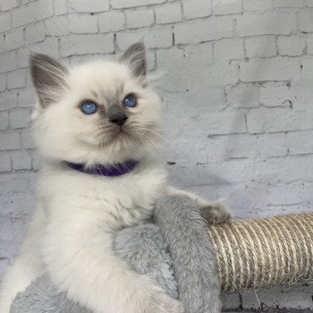 chaton Ragdoll blue point Symba Les Ragdolls de la Croisette