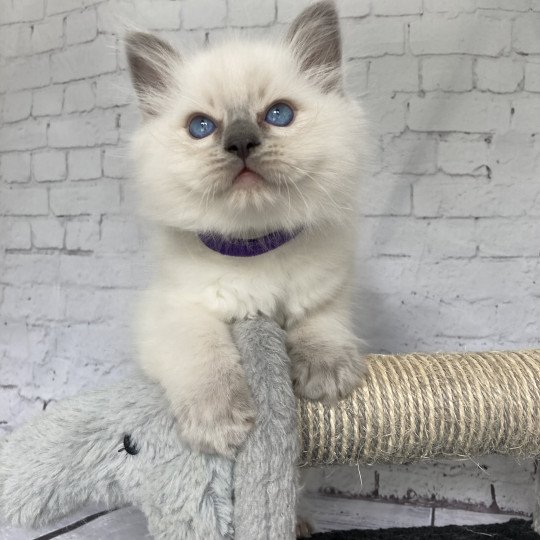 chaton Ragdoll blue point Symba Les Ragdolls de la Croisette