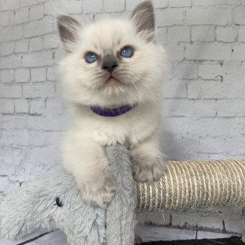 chaton Ragdoll blue point Symba Les Ragdolls de la Croisette