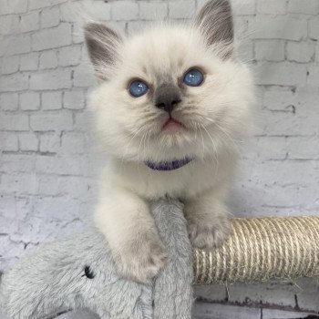 chaton Ragdoll blue point Symba Les Ragdolls de la Croisette