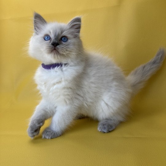 chaton Ragdoll blue point Symba Les Ragdolls de la Croisette