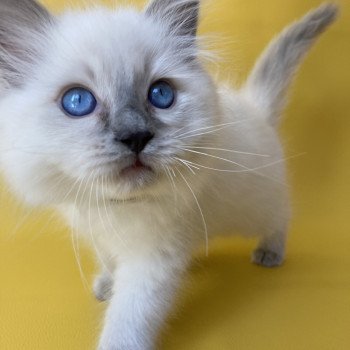 chaton Ragdoll blue point Symba Les Ragdolls de la Croisette