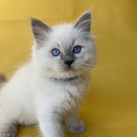 chaton Ragdoll blue point Symba Les Ragdolls de la Croisette