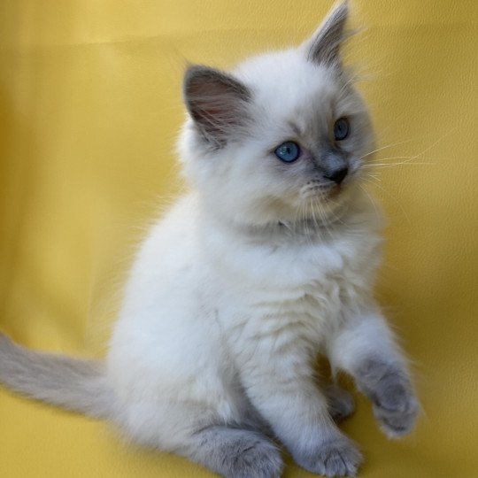 chaton Ragdoll blue point Symba Les Ragdolls de la Croisette