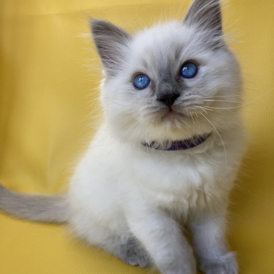 chaton Ragdoll blue point Symba Les Ragdolls de la Croisette