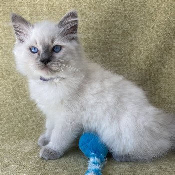 chaton Ragdoll blue point Symba Les Ragdolls de la Croisette