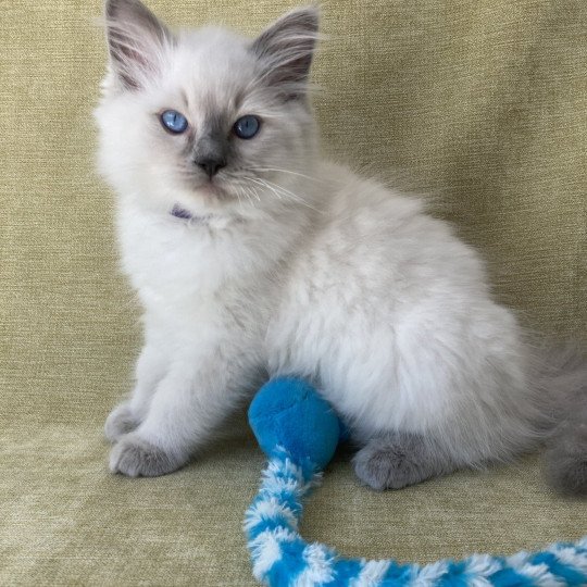 chaton Ragdoll blue point Symba Les Ragdolls de la Croisette