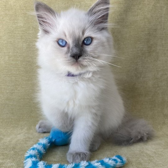 chaton Ragdoll blue point Symba Les Ragdolls de la Croisette