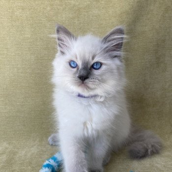 chaton Ragdoll blue point Symba Les Ragdolls de la Croisette