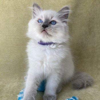 chaton Ragdoll blue point Symba Les Ragdolls de la Croisette