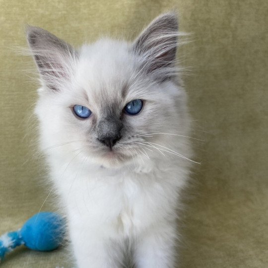 chaton Ragdoll blue point Symba Les Ragdolls de la Croisette