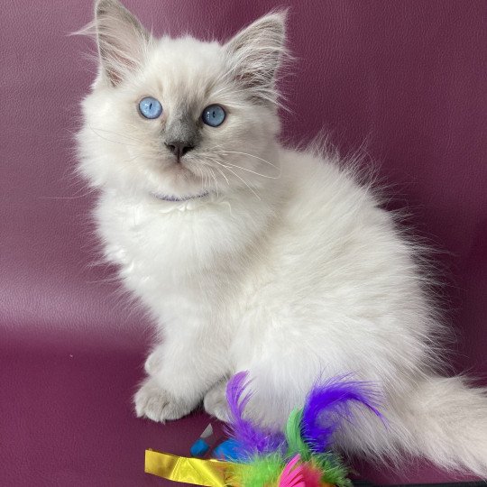 chaton Ragdoll blue point Symba Les Ragdolls de la Croisette