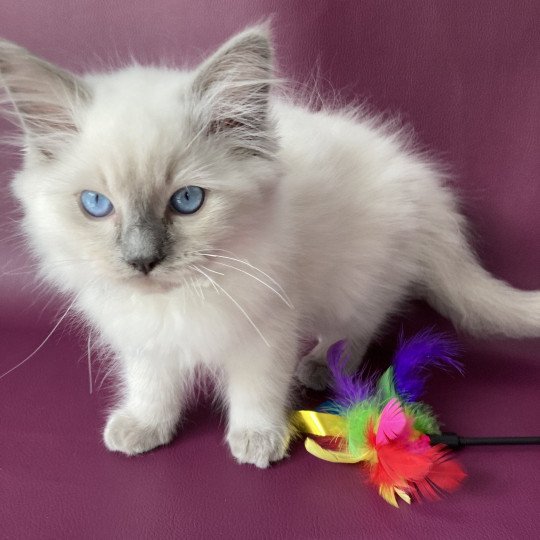 chaton Ragdoll blue point Symba Les Ragdolls de la Croisette