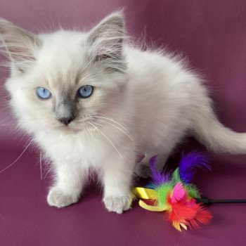 chaton Ragdoll blue point Symba Les Ragdolls de la Croisette