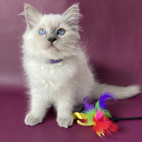 chaton Ragdoll blue point Symba Les Ragdolls de la Croisette