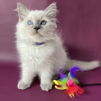 chaton Ragdoll blue point Symba Les Ragdolls de la Croisette