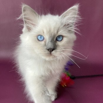 chaton Ragdoll blue point Symba Les Ragdolls de la Croisette