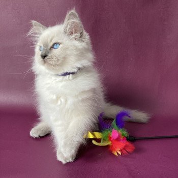 chaton Ragdoll blue point Symba Les Ragdolls de la Croisette