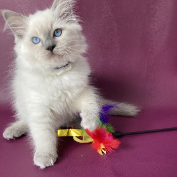 chaton Ragdoll blue point Symba Les Ragdolls de la Croisette