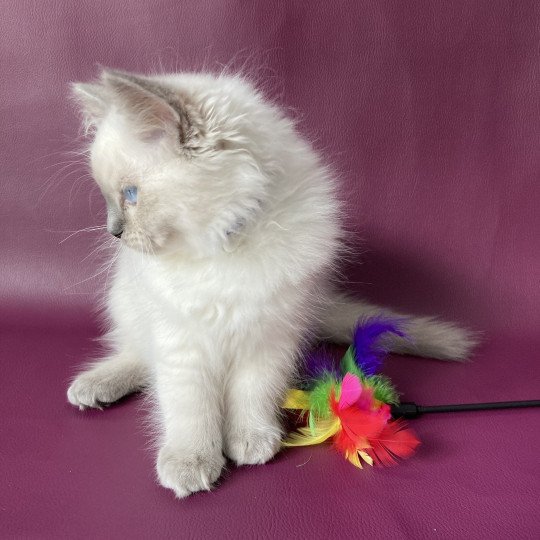 chaton Ragdoll blue point Symba Les Ragdolls de la Croisette